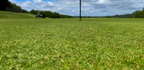 Green worms eye view