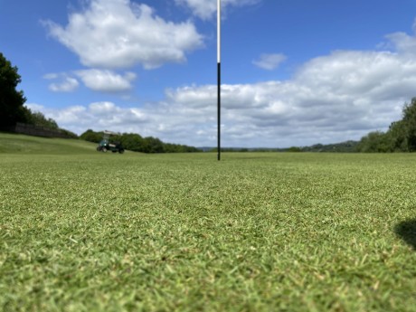 Green worms eye view